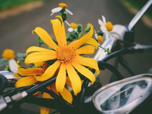 ăn gì chơi gì ở Đà Lạt tháng 11 (2)