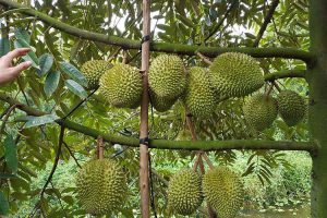tour-mien-tay-trong-ngay
