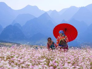 du-lich-ha-giang-check-in-hoa-tam-giac-mach