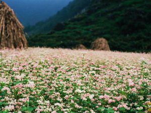 du-lich-ha-giang-tu-tp-hcm