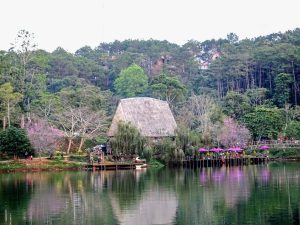rung-thong-nguyen-sinh-ho-dak-ke-mang-den