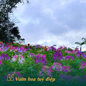 hoa tuý điệp