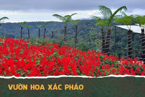 Vườn hoa Xác Pháo Việt Úc FLower Garden