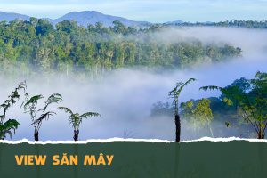 Săn mây tại Vườn Hoa Việt Úc Flower Garden