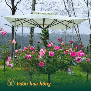 vườn hồng măng đen