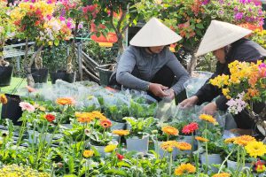 Festival Hoa Sa Dec 4