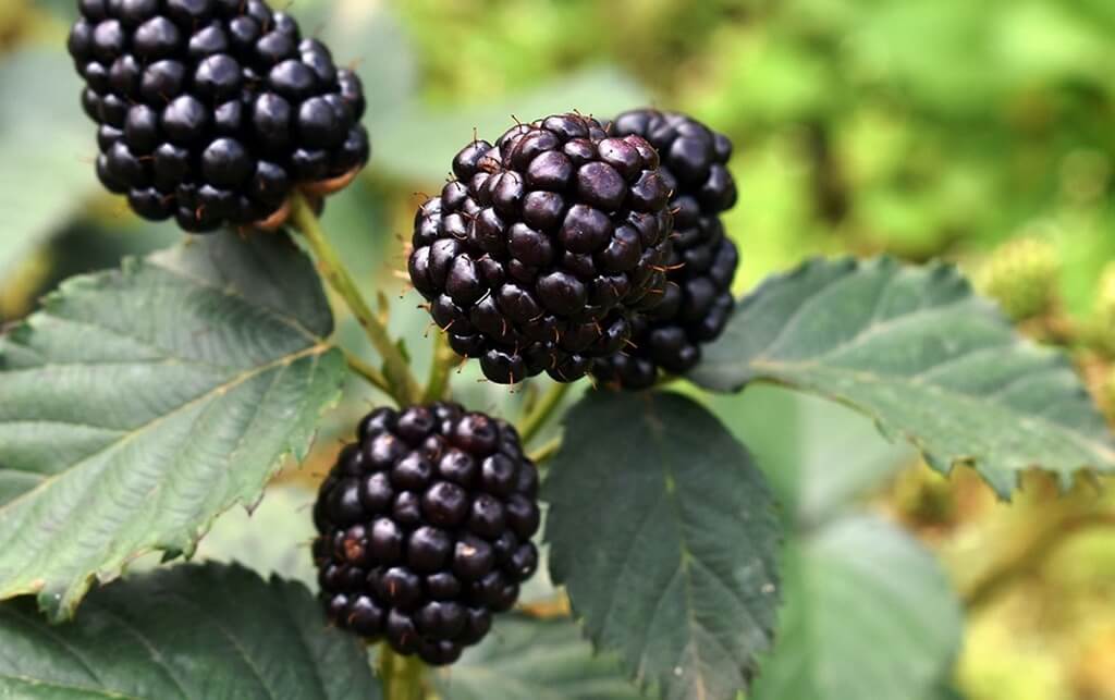 Thang 9 Phuc Bon Tu Mang Den