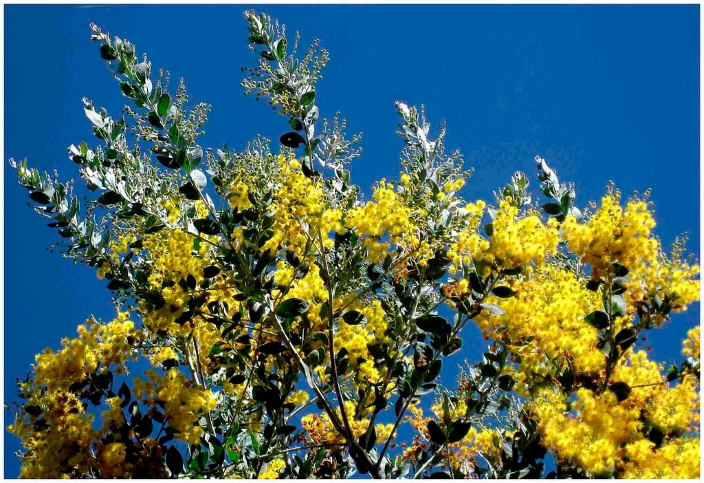 Hoa Mimosa Mang Den Thang 2