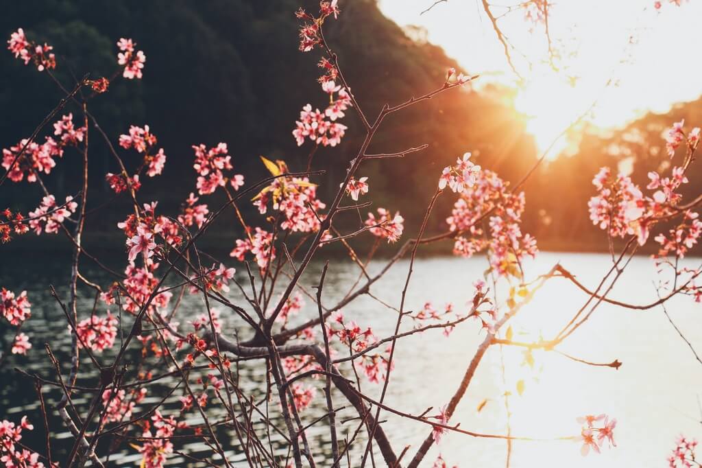 Ngam Mai Anh Dao Ho Dakke Xuan Ve