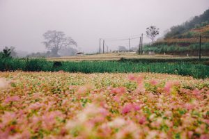 Tam Giac Mach Mang Den 05