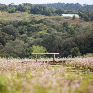 Tam Giac Mach Mang Den 08