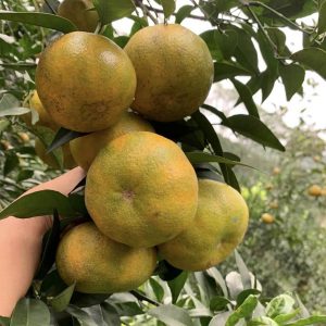 Vuon Cam Mang Den 02