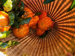 Vuon Cam Mang Den 06