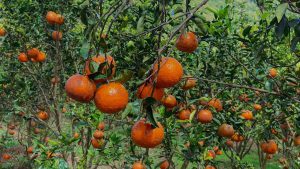 Vuon Cam Mang Den 07