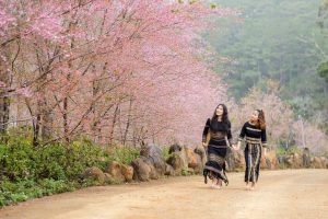 Vuon Hoa Viet Uc Flower Garder Ngam Mai Anh Dao Mang Den Dep Nhat 6