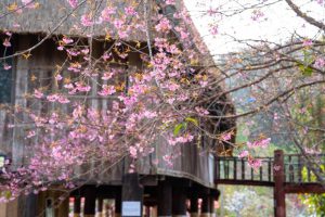 Vuon Hoa Mai Anh Dao Mang Den Dep Nhat 11