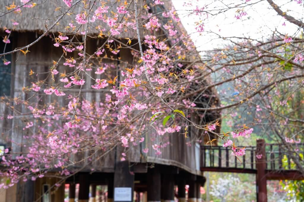 Vuon Hoa Mai Anh Dao Mang Den Dep Nhat 11